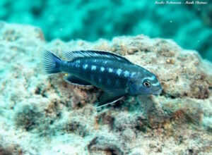 Pseudotropheus interruptus 'Chiwi Rocks'